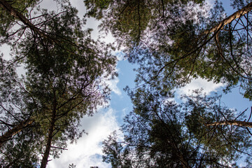 Fototapeta premium Under pines