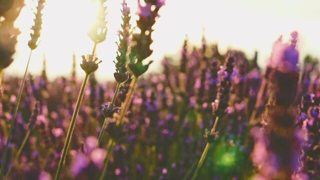 Sunset Sun Shining through Beautiful Blooming Lavender Flowers. SLOW MOTION 120 fps. Close Up Dolly Shot. Plateau du Valensole, Provence, South France, Europe. Cinematic Nature Background. Lens Flare.