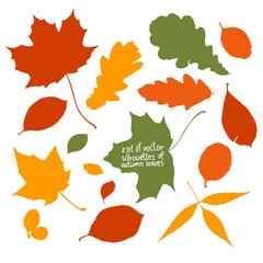 A set of autumn leaves . Realistic silhouettes of oak, maple, aronia, willow leaves .  Isolated vector images for use as a graphic resource for the designer.