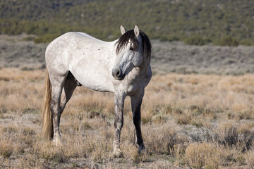 Obraz premium Majestic Wild Horse in the Utah Desert