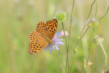 Orange fritillary butterfly on a field scabious.