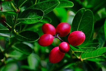 Organic Miracle fruit (Carissa carandas  Linn.,) with blurred green leaves as background.