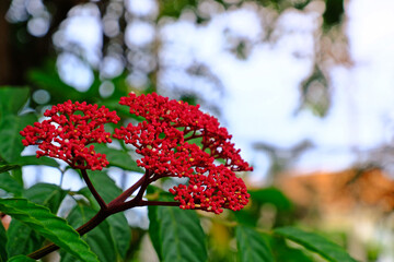 Small red flowers on shrub of Leea Rubra or Red Leea plant in the garden.