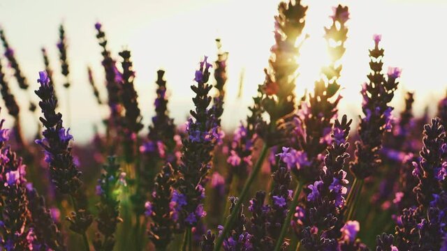 Sunset Sun Shining through Beautiful Blooming Lavender Flowers. SLOW MOTION 120 fps. Close Up Dolly Shot. Plateau du Valensole, Provence, South France, Europe. Cinematic Nature Background. Lens Flare.