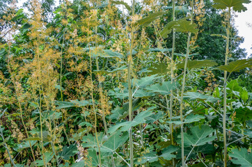 Macleaya cordata is a poisonous weed, but also a medicinal plant.