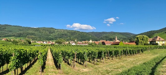 Fototapeta na wymiar View on the vineyards in Alsace, France