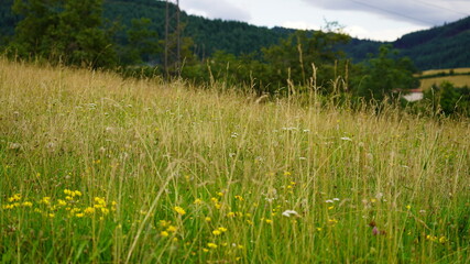 Obraz premium champ, gazon, ciel, nature, été, prairie, agricultura, paysage, blé, plante, printemps, ferme, rural, nuage, forêt, cultures, soleil, saison, campagne, arbre, jour, accroissement, maïs, bleu, grain, e