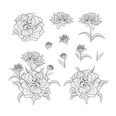 Set flowers in doodle style for spring and summer design. Collection hand drawn flowers isolated on whit background. Flower icon painted for decoration cards. Decorative elements. Vector illustration