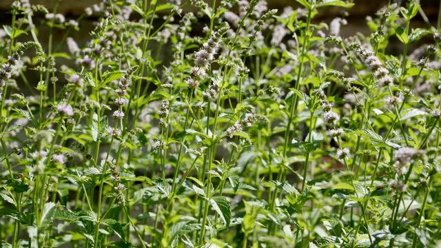 Blossom of peppermint plant, a medicinal plant in garden