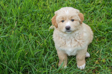 A little puppy dog sitting in the grass. Frontal portrait
