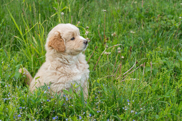 A little puppy dog sitting in the grass. Side portrait