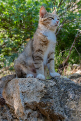 Portrait of a cat sitting on a rock