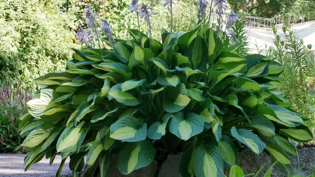 Green bush Hosta Kiwi Full Monty in garden.