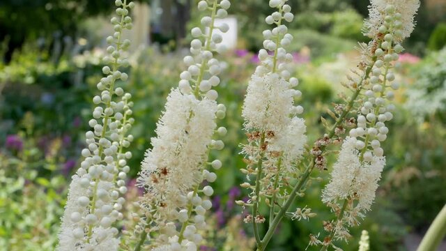White flowers of cimicifuga racemosa in garden