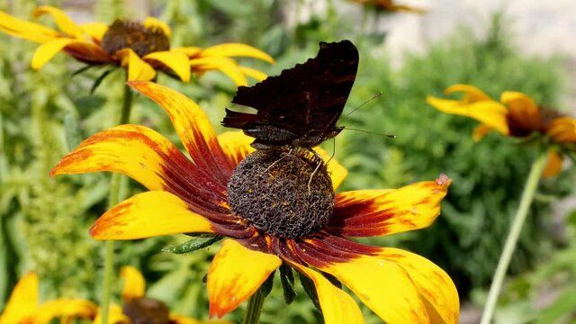 Butterfly on rudbeckia flower on sunny summer