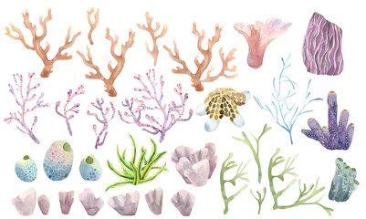 Obraz na płótnie Canvas Set of watercolor marine corals, plants of the underwater world.