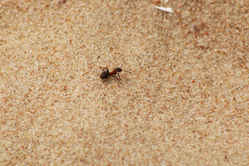 Ant on the sandy beach. The animal world is an ant. Close-up - an ant on a sandy shore.