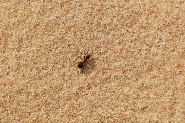Ant on the sandy beach. The animal world is an ant. Close-up - an ant on a sandy shore.