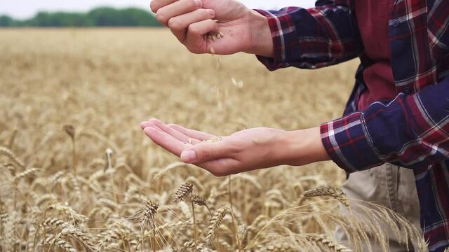 Farm inspection and inspection of the wheat field. The girl agronomist examines the crops in field, golden ears of wheat in the background field. Agriculture production concept, wheat, organic flour
