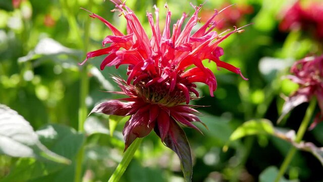 Red flower of monarda. Blossom monarda in garden