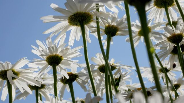 White daisy flowers from below against blue sky