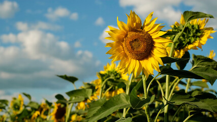 Sunflowers. Fields with sunflowers in the summer. Agricultural industry, production of sunflower oil