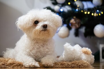 Cute Bichon dog under the Cristmas tree with lights. Slovakia