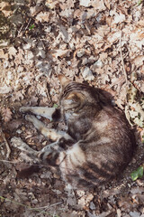 The cat lies in the autumn foliage top view 