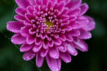 Purple chrysanthemum flower with waterdrops