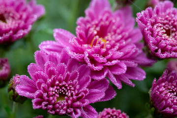Purple chrysanthemum flower with waterdrops