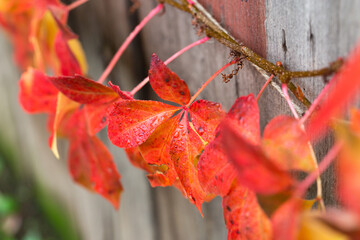 Virginia creeper (Parthenocissus quinquefolia) in autumn, on wooden fence