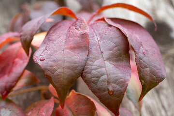Virginia creeper (Parthenocissus quinquefolia) in autumn, on wooden fence