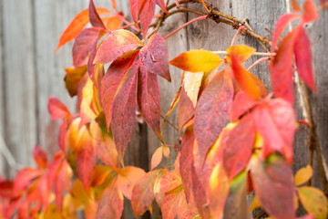 Virginia creeper (Parthenocissus quinquefolia) in autumn, on wooden fence