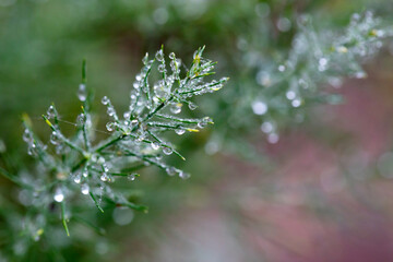 Plants and leaves with water drops