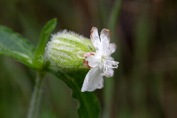 White campion (Silene latifolia) flower with water drops