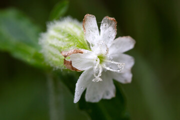 White campion (Silene latifolia) flower with water drops