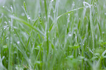 Plants and leaves with water drops