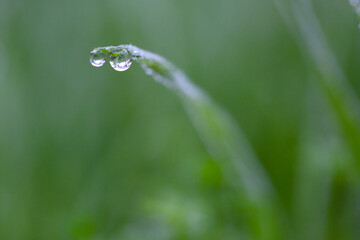 Plants and leaves with water drops