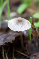 Wild mushroom with natural background