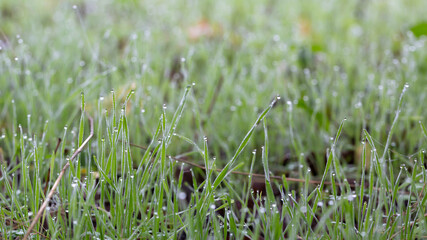 Plants and leaves with water drops