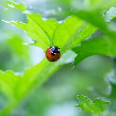 Fototapeta premium Ladybug on a leaf with natural background