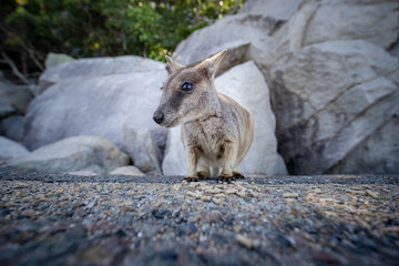 Wallaby auf Magnetic Island