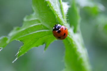 Ladybug on a leaf with natural background