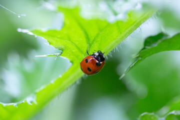 Ladybug on a leaf with natural background