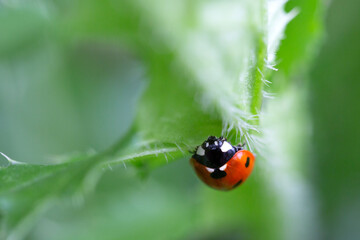 Ladybug on a leaf with natural background