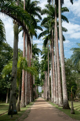 Jardim Bot&acirc;nico do Rio de Janeiro, um dos pontos tur&iacute;sticos obrigat&oacute;rios da capital do estado, com muita beleza e locais apraz&iacute;veis. Brasil
