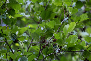 Branch of alder tree with cone berries