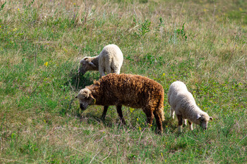 Obraz na płótnie Canvas A flock of sheep and lamb walking on pasture, domestic agriculture animals, Livestock farming. Russia, Samara oblast