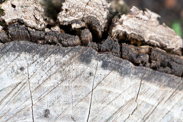 Wood texture in a tree trunk
