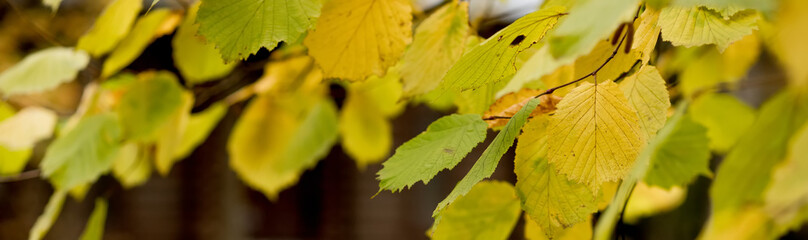 Fall, autumn, leaves background. A tree branch with autumn leaves on a blurred background. Landscape in autumn season